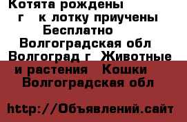 Котята рождены 26.04.2017г., к лотку приучены. Бесплатно!!! - Волгоградская обл., Волгоград г. Животные и растения » Кошки   . Волгоградская обл.